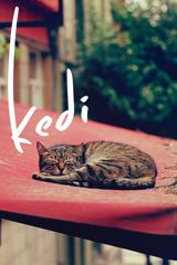 Kedi