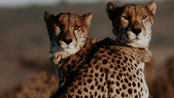 Viasat Nature HD