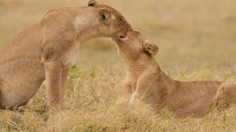 Nat Geo Wild