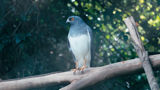Kirjava luonto