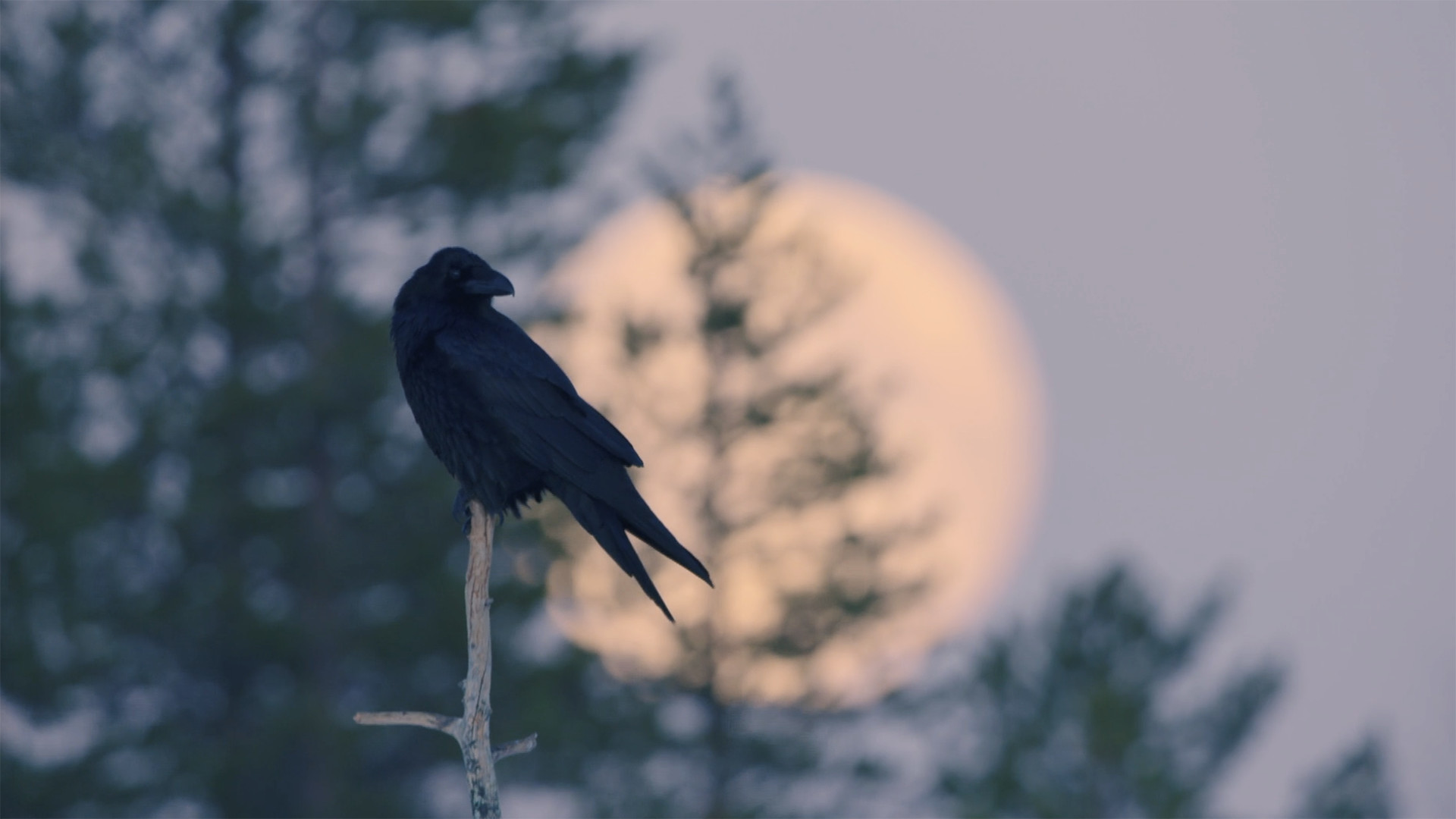 Tarinoita tuntureilta (S)