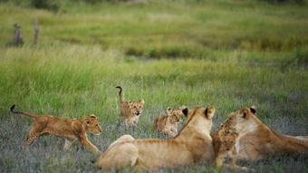 Viasat Nature HD