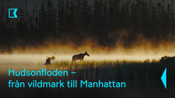 Kunskapskanalen