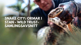 Nat Geo Wild