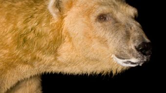 Nat Geo Wild