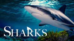 Sharks