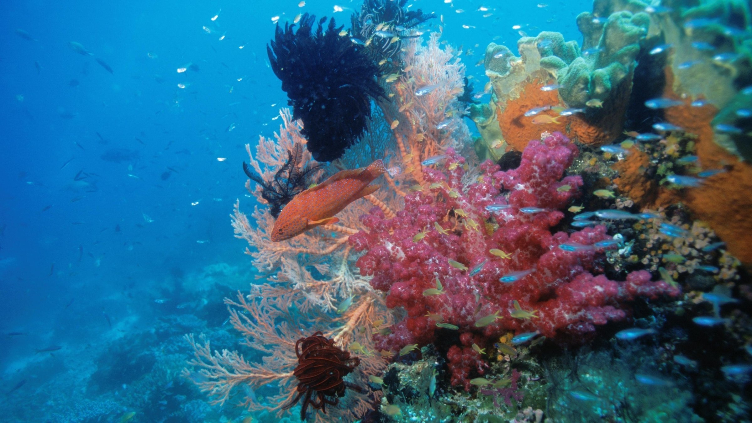National Geographic