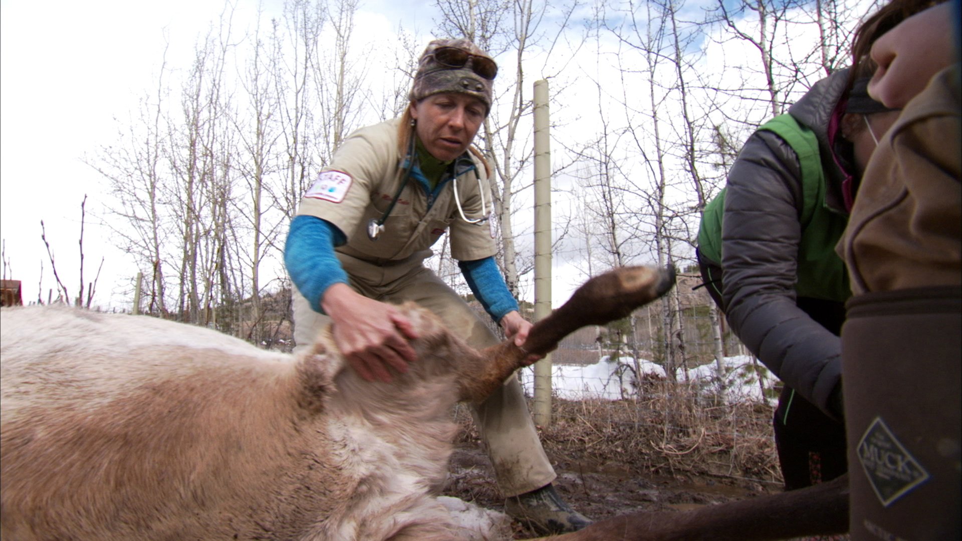 Yukonin eläinlääkäri