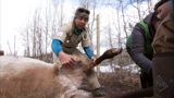 Yukonin eläinlääkäri