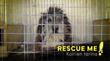 Rescue Me! - Koirien tarina (7)