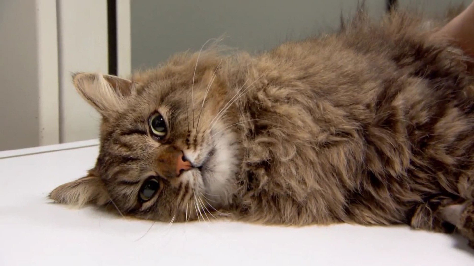 Kalliovuorten eläinlääkäri