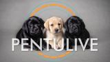 Pentulive TV2 yöstriimi