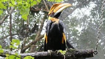 Nat Geo Wild