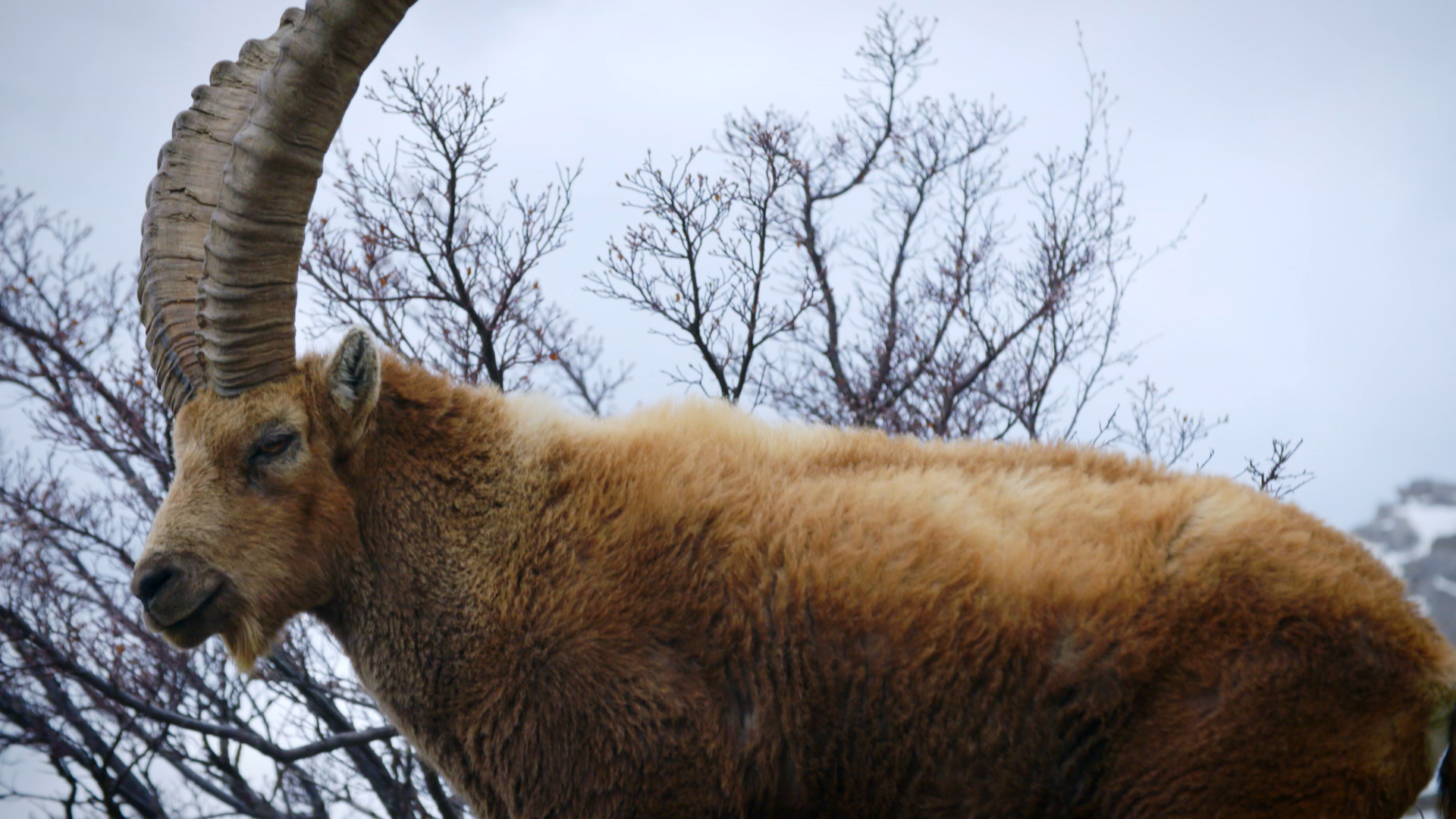 Yukonin eläinlääkäri