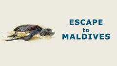 Escape to Maldives