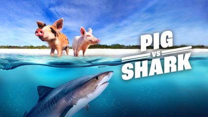 Pig vs Shark