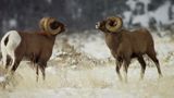 Villi Yellowstone