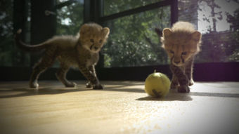 Animal Planet