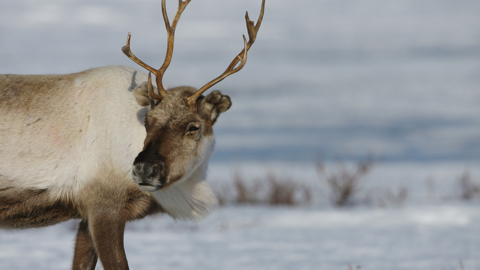 Tarinoita tuntureilta (S)