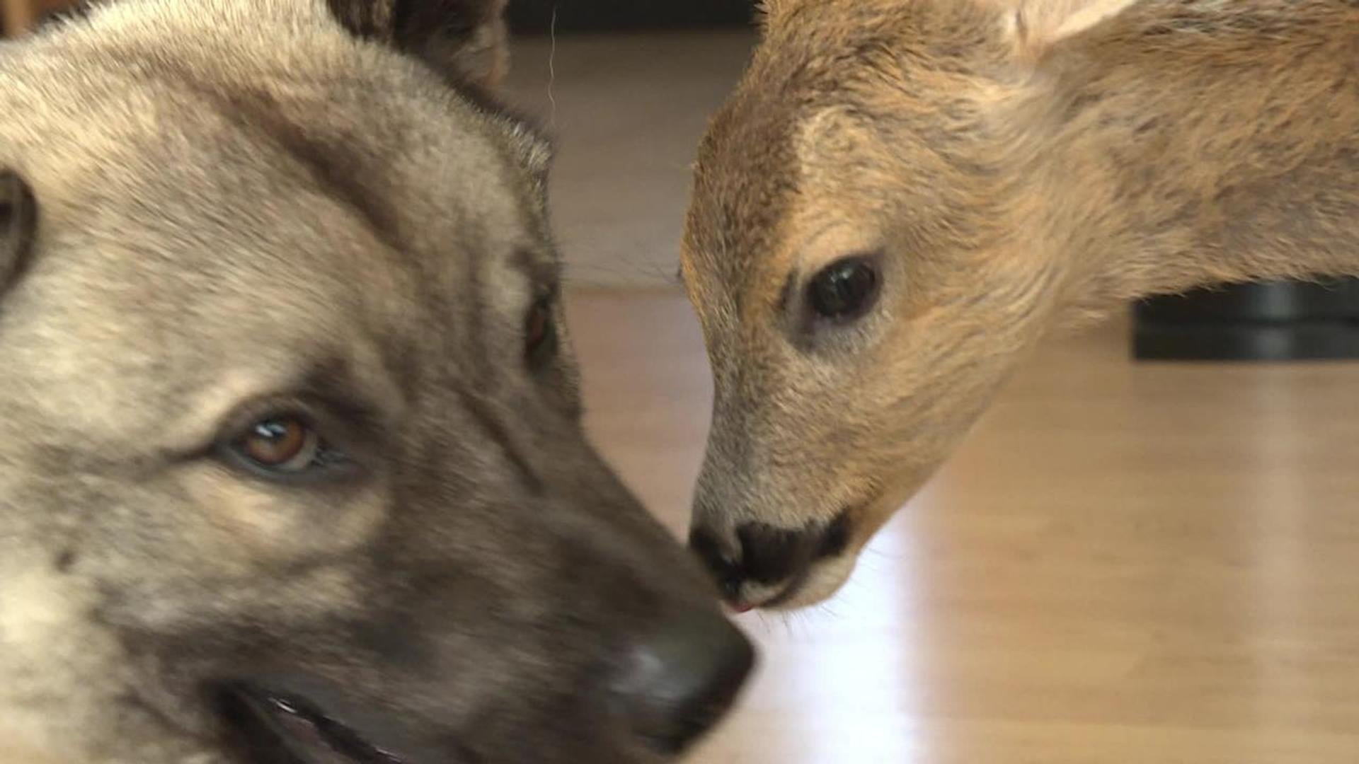 Norjaa ristiin rastiin