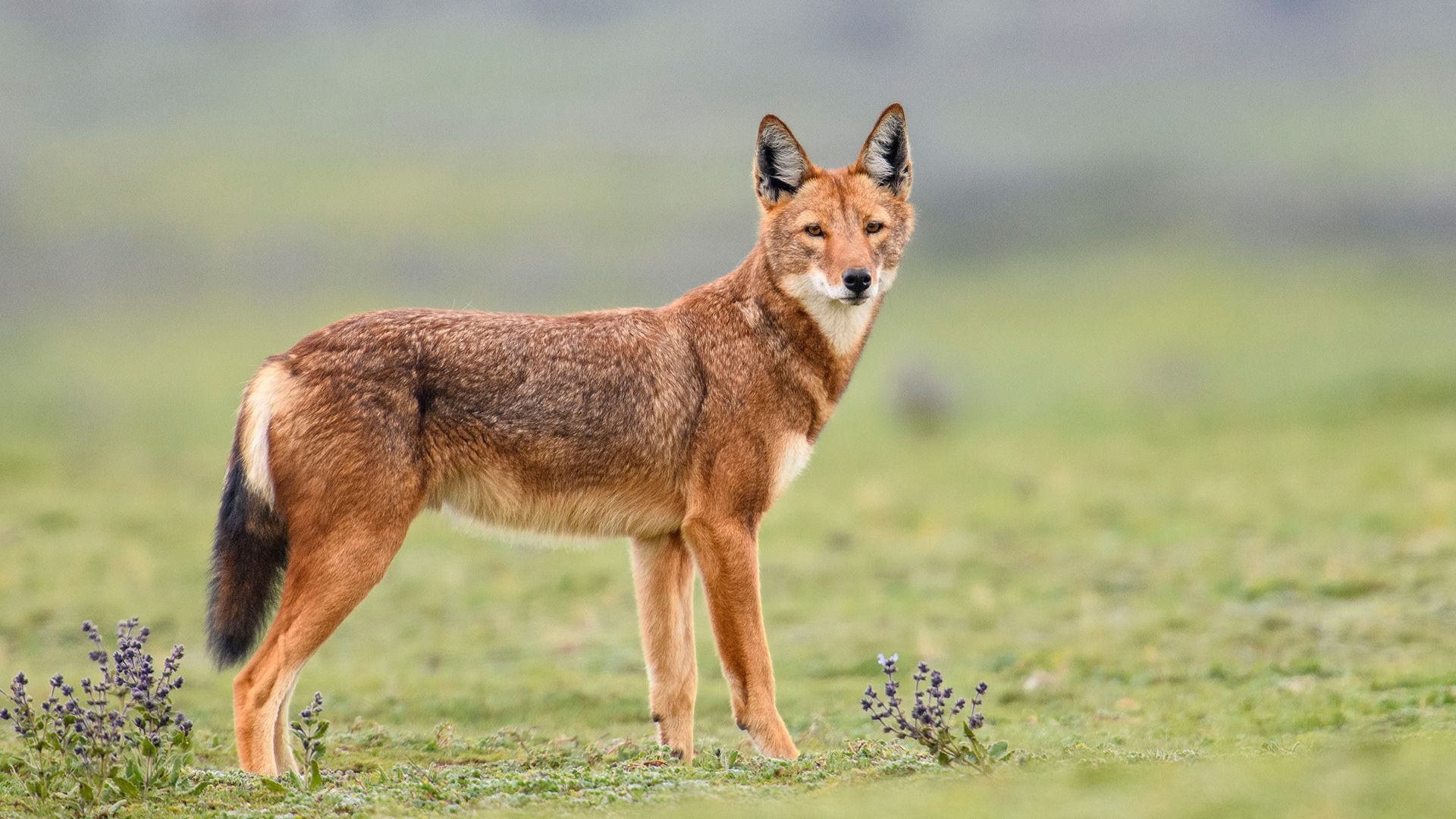 NG Wild: Eläinmaailman kuningattaret