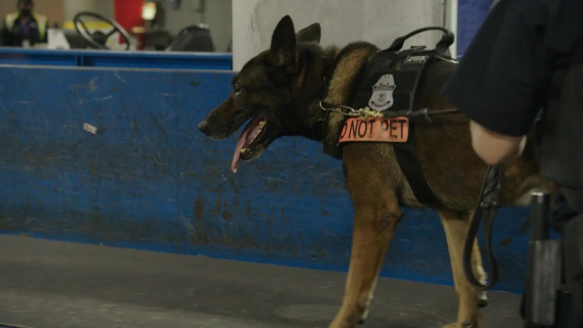 Salakuljettajat satimeen