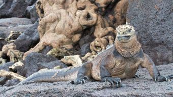 Viasat Nature HD