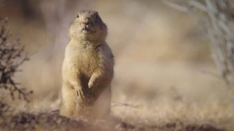 Nat Geo Wild