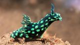 Kirjava luonto