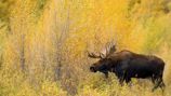 Villi Yellowstone