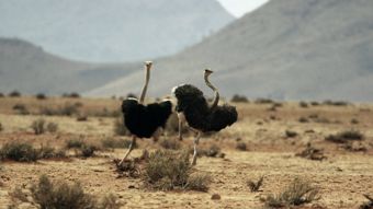 Viasat Nature HD