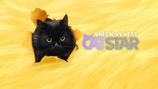 America's Next Cat Star