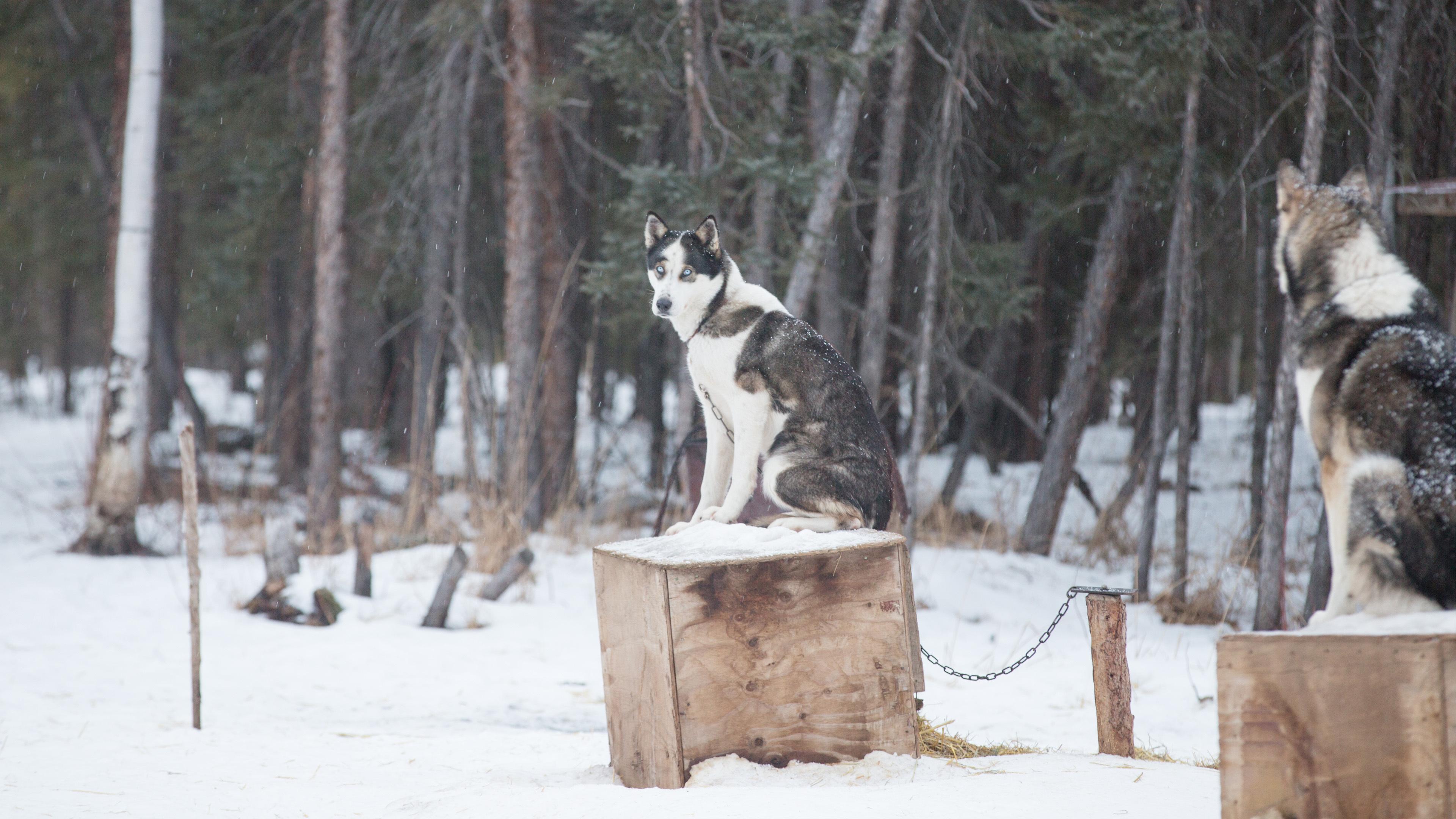 Elämää äärirajoilla: Alaska