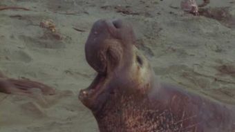 Nat Geo Wild