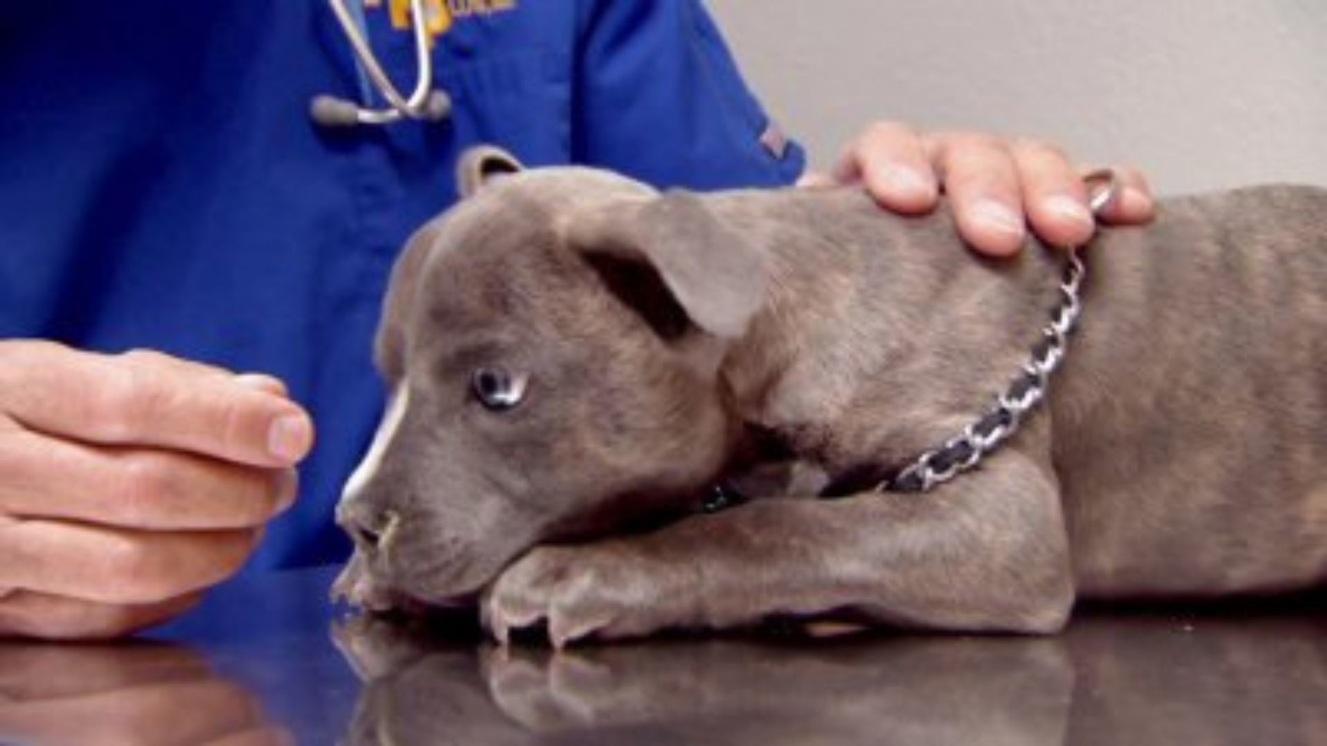 Kalliovuorten eläinlääkäri