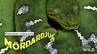 Nat Geo Wild