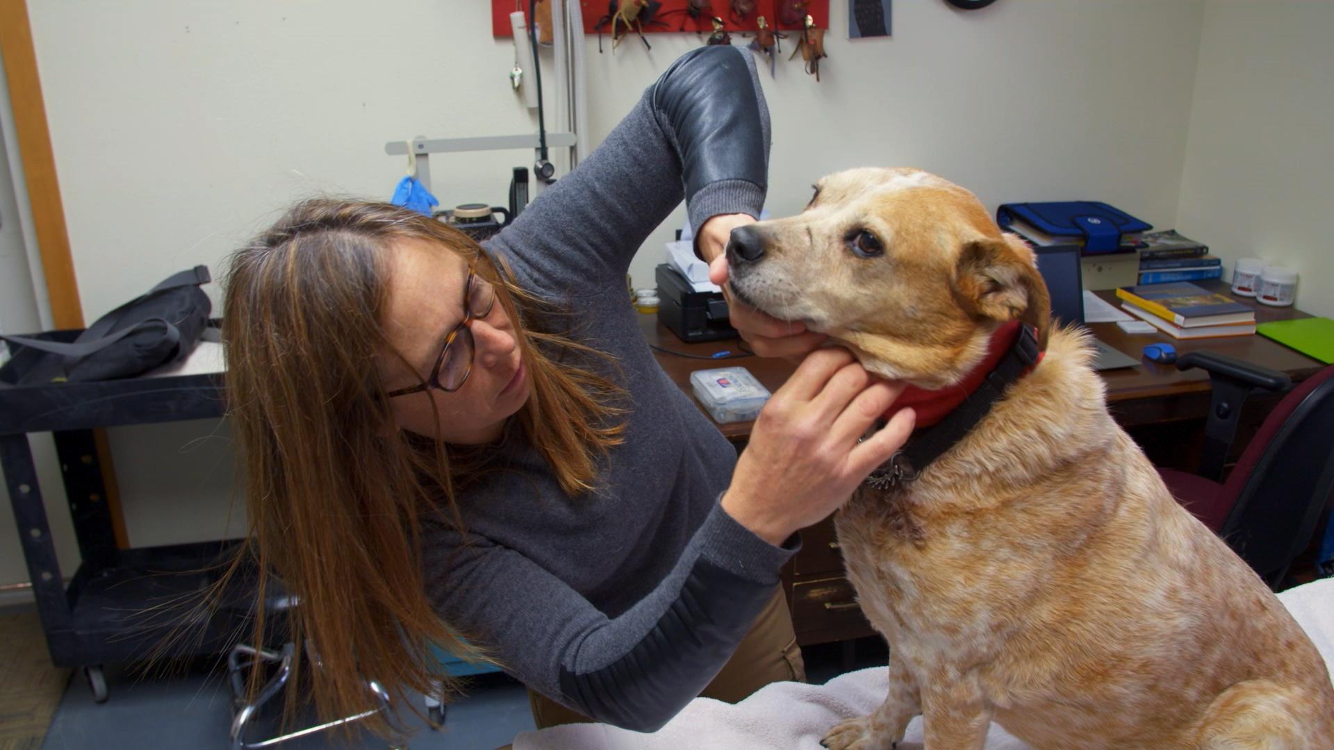 Yukonin eläinlääkäri