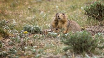 Nat Geo Wild