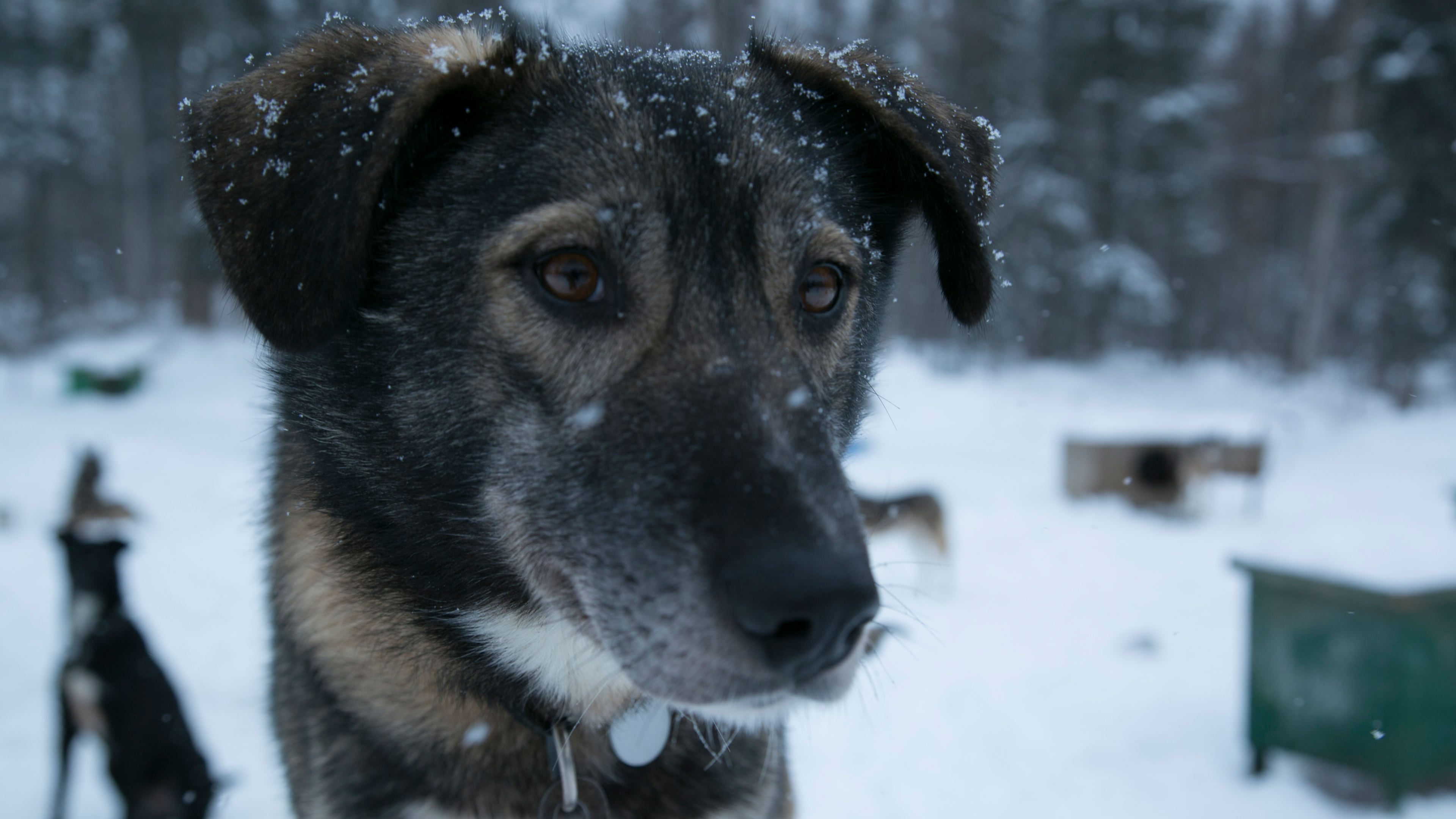 Elämää äärirajoilla: Alaska
