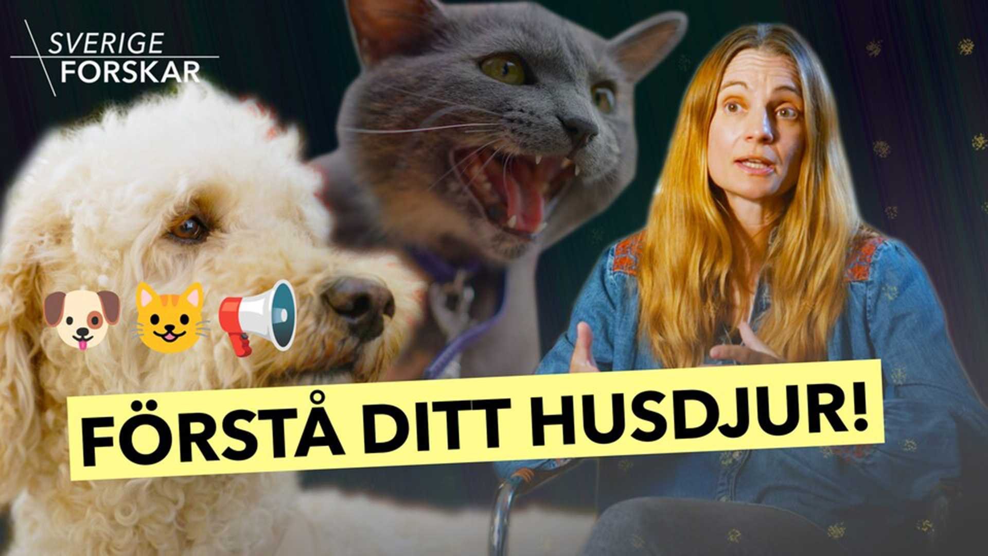 Ruotsi tutkii