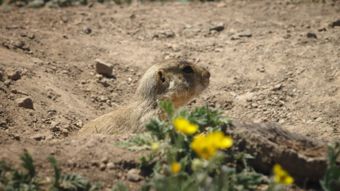 Nat Geo Wild