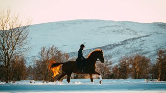 HorseTV