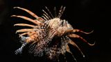 Kirjava luonto