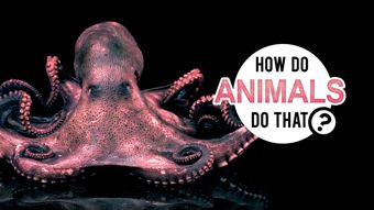 Animal Planet
