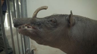 Animal Planet