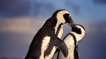 Nat Geo Wild