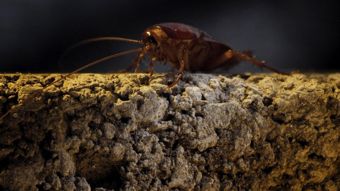 Viasat Nature HD