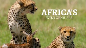 Nat Geo Wild