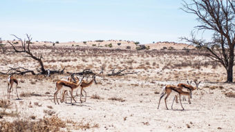 Nat Geo Wild