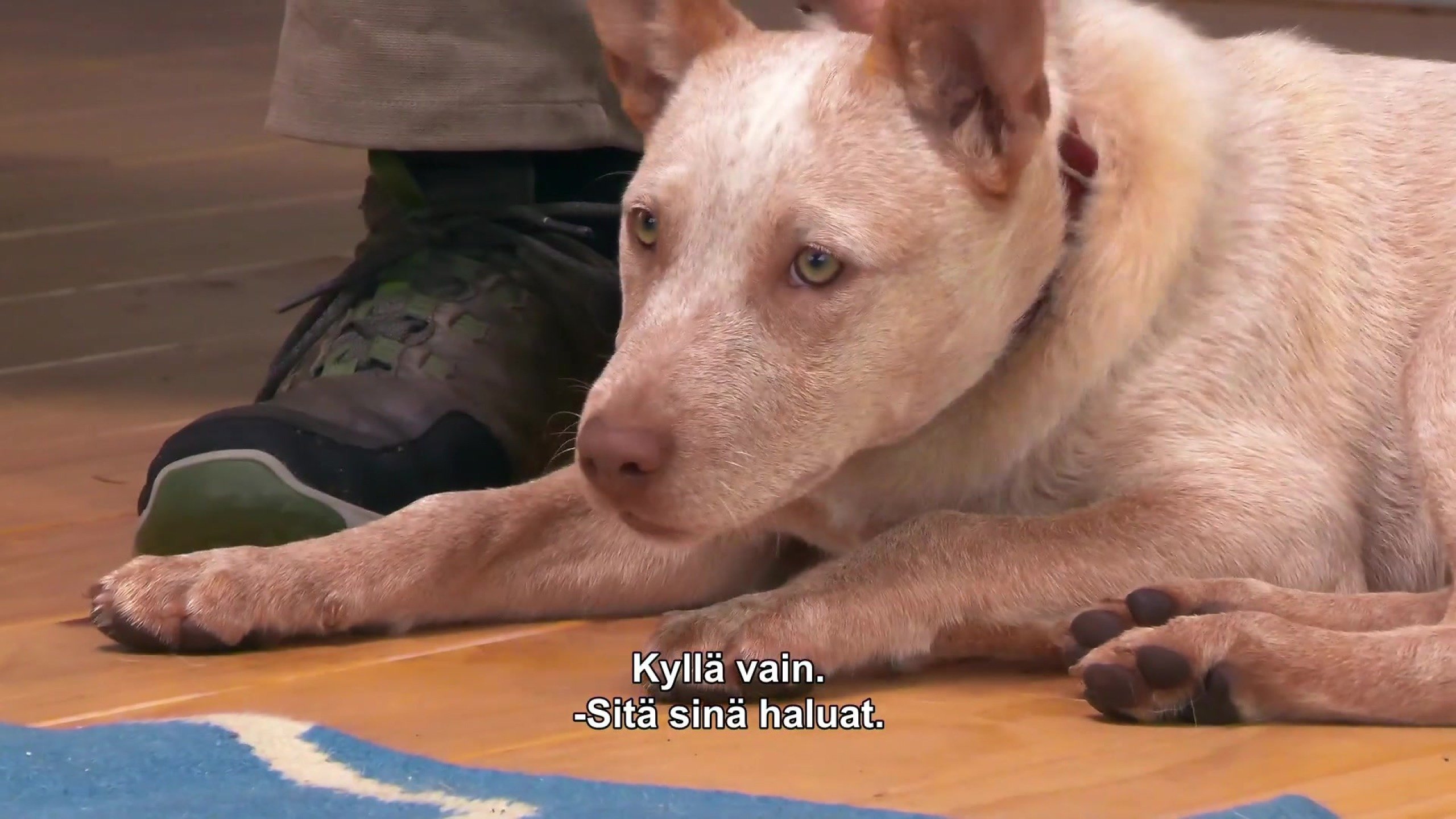 Koti koiralle Australia